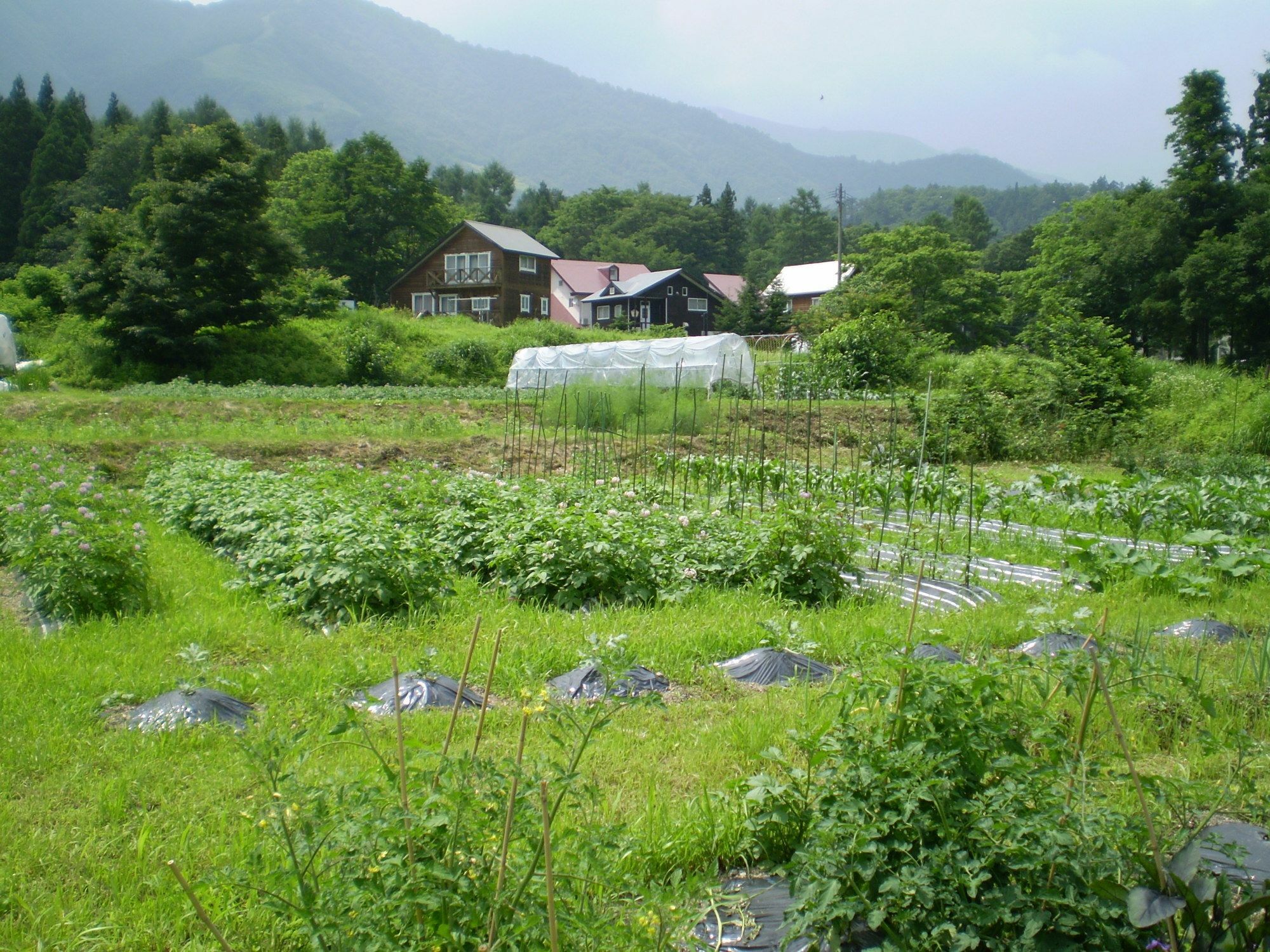 Bed and Breakfast ペンション ちゃうちゃう Hakuba Exterior foto